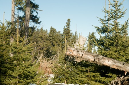 boubin kubova hut 2019