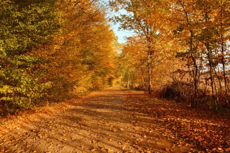 obdenice nalesi dvory