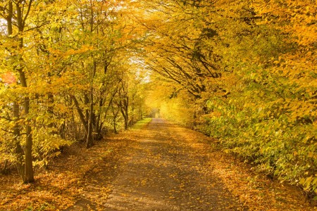 obdenice nalesi dvory